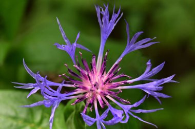 Güzel, parlak çiçek. Yaklaş.