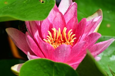 Gölette güzel nilüfer çiçeği 