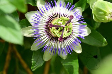 Güzel, parlak çiçek. Yaklaş.