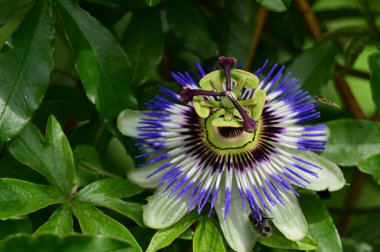 Güzel, parlak çiçek. Yaklaş.