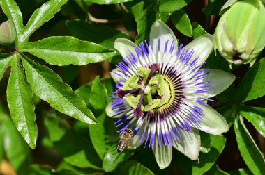 Güzel, parlak çiçek. Yaklaş.