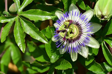 Güzel, parlak çiçek. Yaklaş.