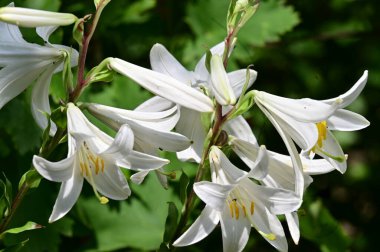 Güzel, parlak zambaklar kapanıyor