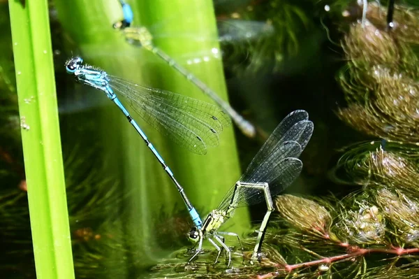 Dragonflies Sitting Branches Water — Stock Photo, Image