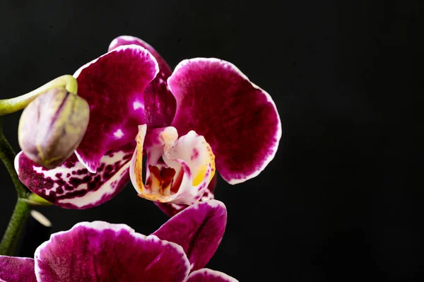 Όμορφη Ορχιδέα Λουλούδια Σκούρο Φόντο — Φωτογραφία Αρχείου