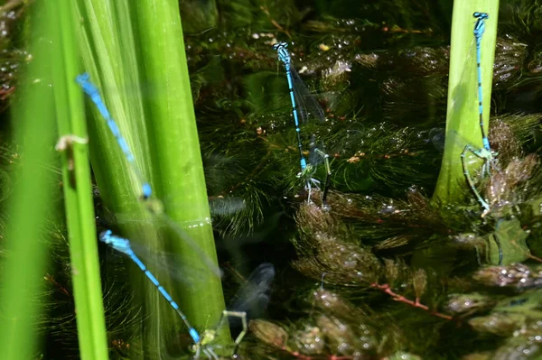 蜻蜓坐在靠近水的树枝上 — 图库照片
