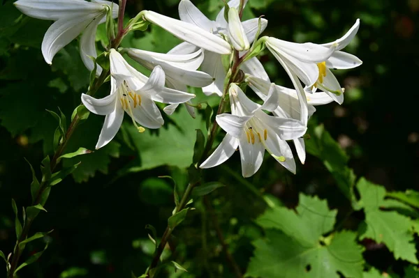 Piękne Jasne Lilie Kwiaty Zbliżenie — Zdjęcie stockowe
