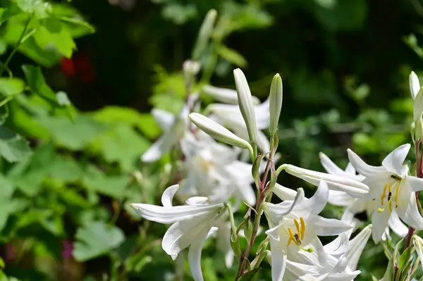 Gyönyörű Fényes Liliom Virágok Közelről — Stock Fotó
