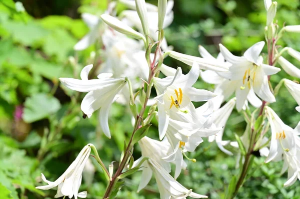 stock image beautiful  bright  lilies  flowers close up