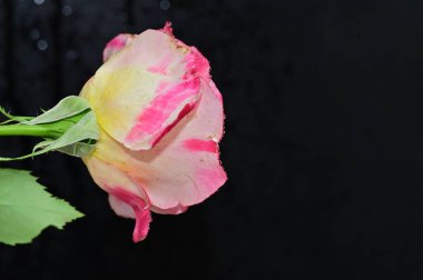 Güzel gül çiçeği, yakından.