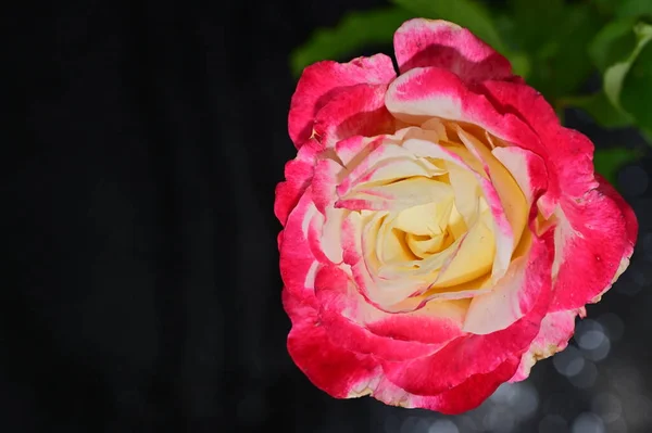 美しいバラの花が閉じる — ストック写真