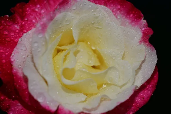 Όμορφο Τριαντάφυλλο Λουλούδι Από Κοντά — Φωτογραφία Αρχείου