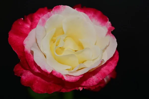 Όμορφο Τριαντάφυλλο Λουλούδι Από Κοντά — Φωτογραφία Αρχείου