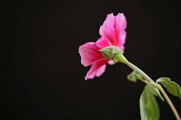 Güzel Parlak Çiçek Yaklaş — Stok fotoğraf