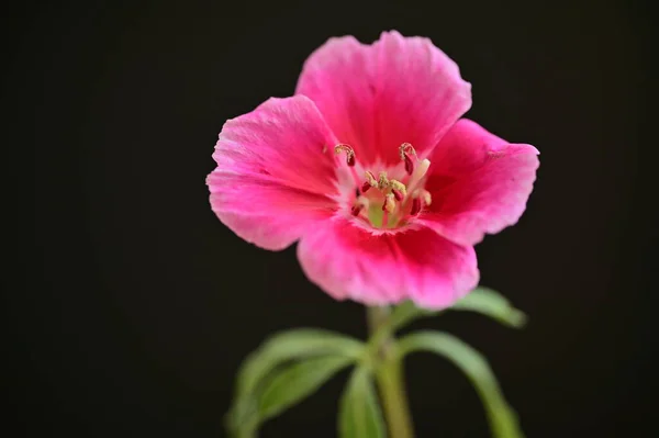 Красива Яскрава Квітка Крупним Планом — стокове фото