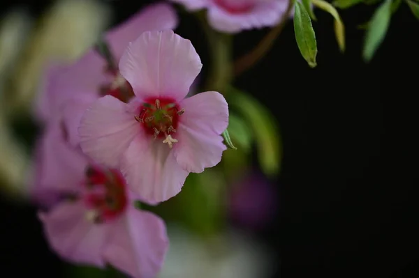 Όμορφα Φωτεινά Λουλούδια Κοντά — Φωτογραφία Αρχείου