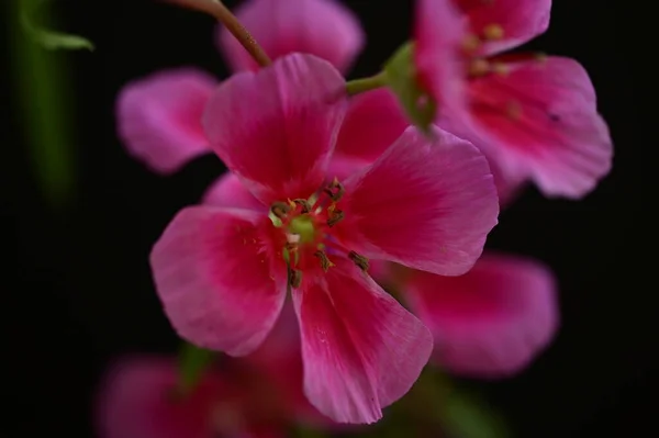Hermosas Flores Brillantes Cerca — Foto de Stock
