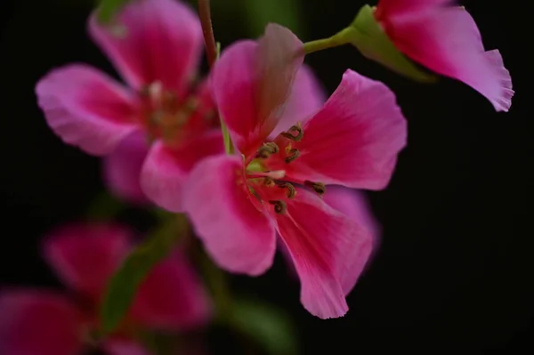 美しい明るい花がクローズアップ — ストック写真