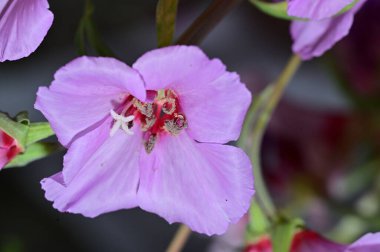 güzel parlak çiçekler yakın