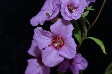 güzel parlak çiçekler yakın