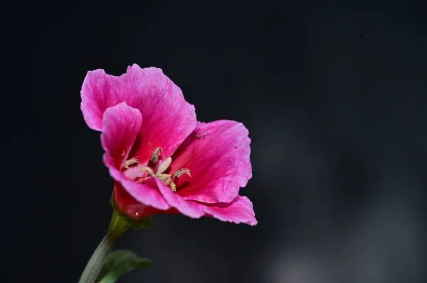 Hermosa Flor Brillante Cerca — Foto de Stock