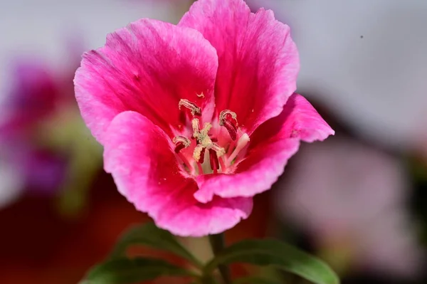 Hermosa Flor Brillante Cerca — Foto de Stock