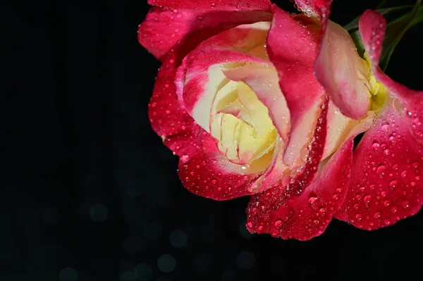 Kaunis Ruusu Kukka Lähikuva — kuvapankkivalokuva