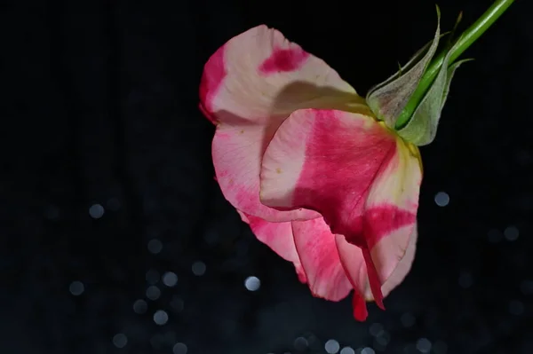 Piękny Kwiat Róży Zbliżenie — Zdjęcie stockowe
