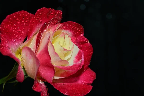 Kaunis Ruusu Kukka Lähikuva — kuvapankkivalokuva