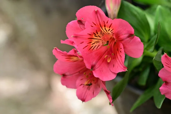 庭の美しい花 花の背景 — ストック写真