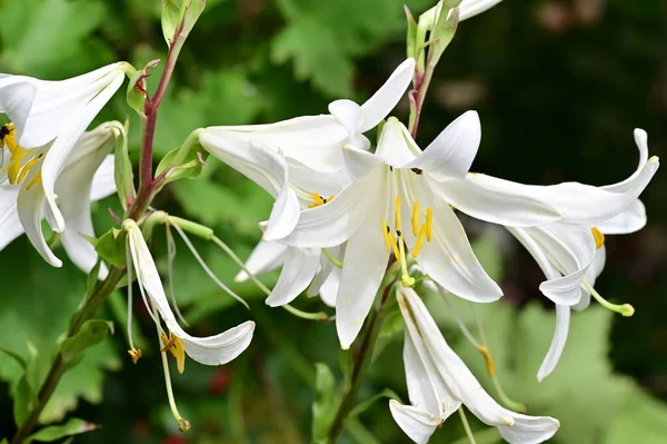 Stock image beautiful lilies  flowers in garden, floral  background 