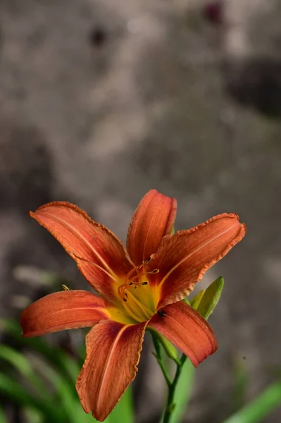 Gyönyörű Virág Virágos Koncepció Háttér — Stock Fotó