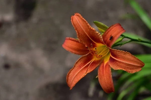 Schöne Blume Blumiges Konzept Hintergrund — Stockfoto