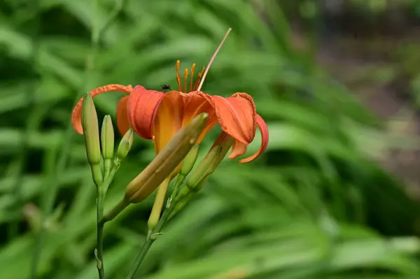 Piękny Kwiat Kwiatowa Koncepcja Tła — Zdjęcie stockowe