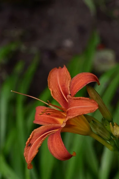 Piękny Kwiat Kwiatowa Koncepcja Tła — Zdjęcie stockowe