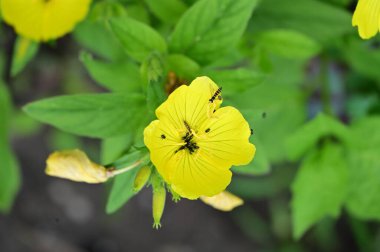 Bahçede güzel çiçekler, çiçekli arka planda 