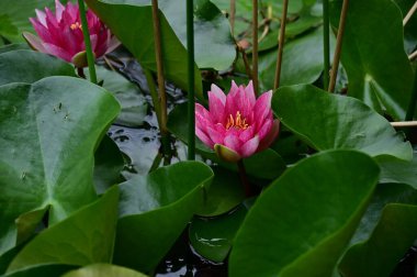 Pembe nilüferlerin gölette güzel manzarası