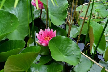 Bahçedeki güzel nilüfer çiçeği 