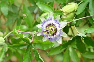 Güzel çiçek, çiçek konsepti... 