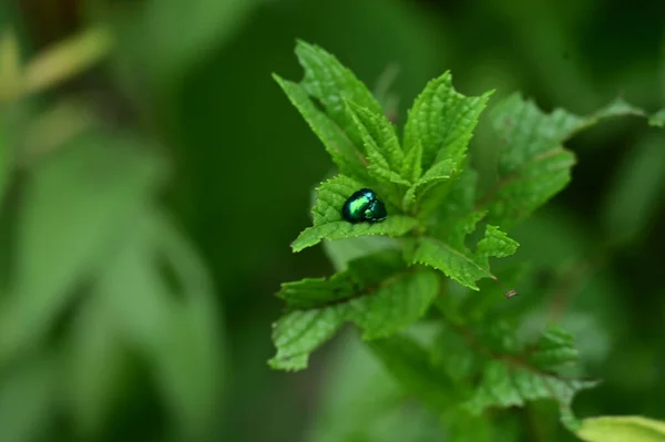 stock image a selective focus of the green leaves  on the plant  with bug 