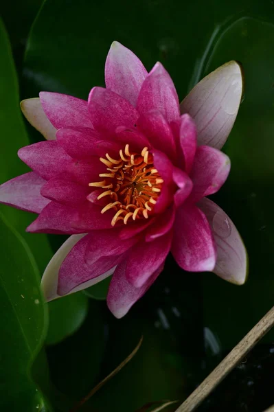 Piękny Kwiat Lilii Wodnej Tło Kwiatowe — Zdjęcie stockowe