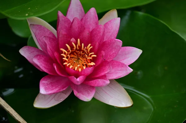 Красивый Цветок Лилии Воды Цветочный Фон — стоковое фото
