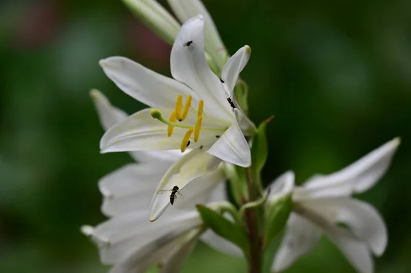 Красиві Квіти Лілій Саду Квітковий Фон — стокове фото