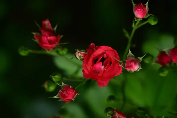 Vackra Rosor Blommor Trädgården Blommig Bakgrund — Stockfoto