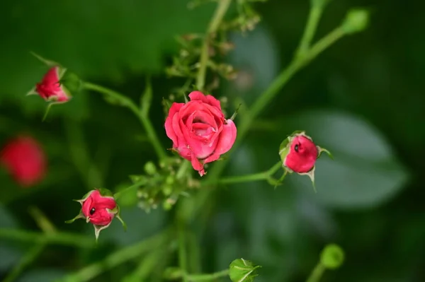 정원에 아름다운 장미꽃들 꽃들의 — 스톡 사진