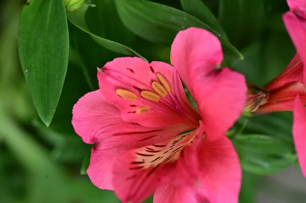 Gyönyörű Virágok Kertben Virágos Háttér — Stock Fotó