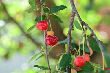 Bahçedeki bir dalda olgun kırmızı kirazlar