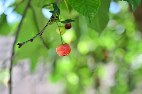 Ripe Red Cherries Branch Garden — Stock Photo, Image