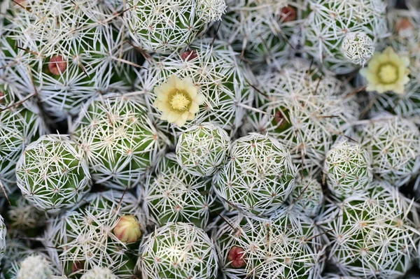 Mooie Bloeiende Cactus Tuin Close — Stockfoto