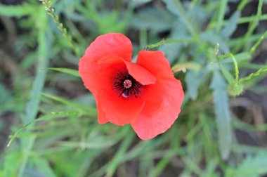 Bahçede güzel gelincik çiçeği, çiçekli arka plan 